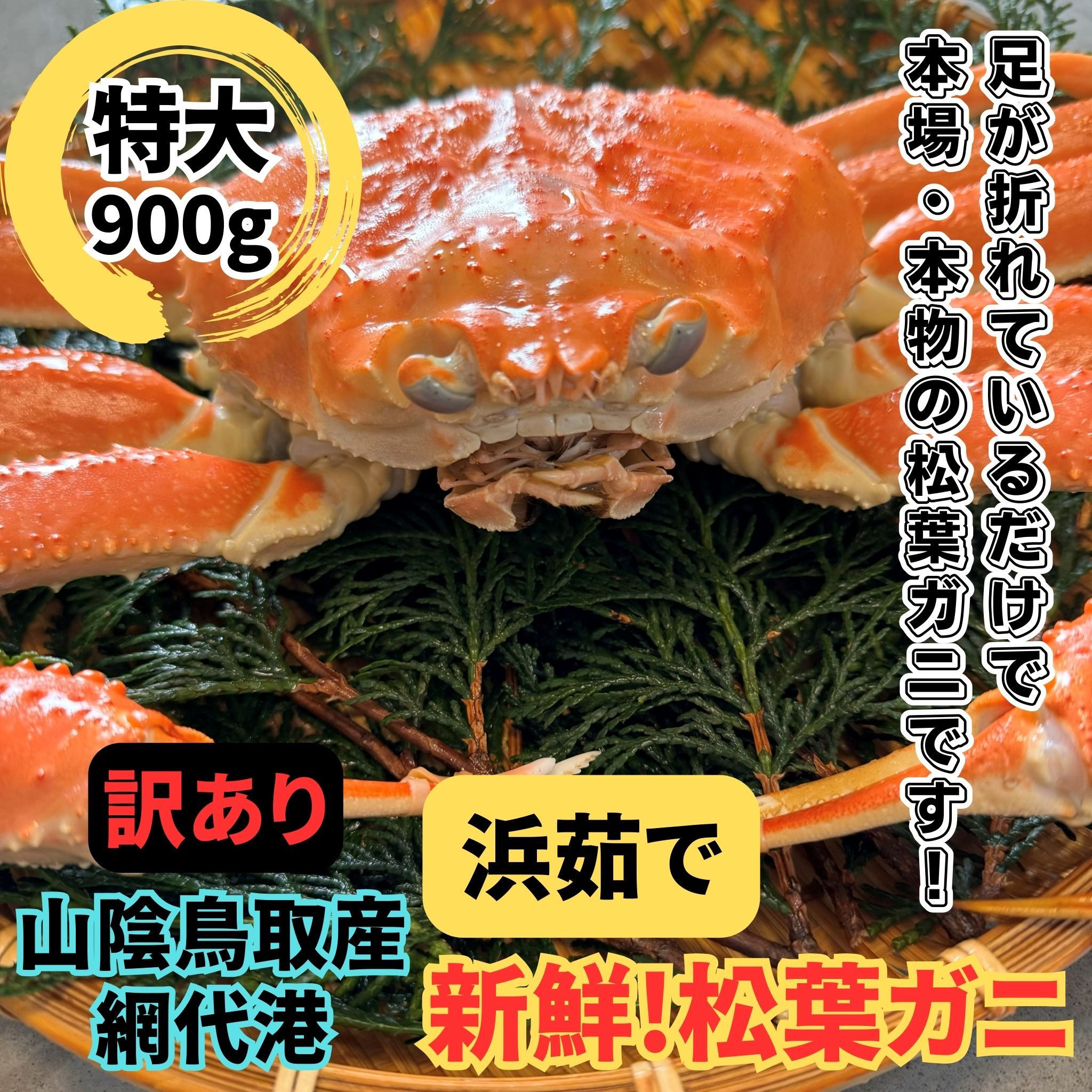 <訳あり>浜茹で！松葉ガニ(特大)900kg 1枚 鳥取網代港 岩美 松葉がに ずわいがに かに ※お届けは2026年11月中旬～【さかなや新鮮組】【22096】