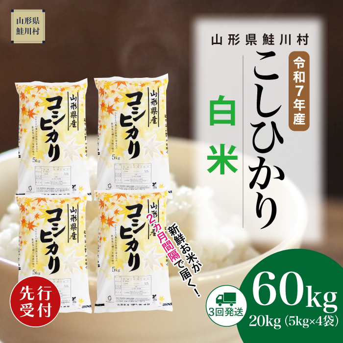 ＜令和7年産米先行受付＞ 鮭川村産 こしひかり 【白米】60kg定期便(20kg×3回)　配送時期指定できます！