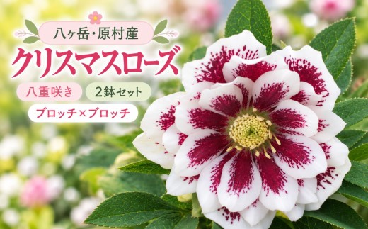 八ヶ岳・原村産　クリスマスローズ（八重咲き）2鉢セット 【ブロッチ×ブロッチ】 | クリスマスローズ 花苗 鉢植え 鉢花 信州 八ヶ岳 長野県 諏訪郡 原村