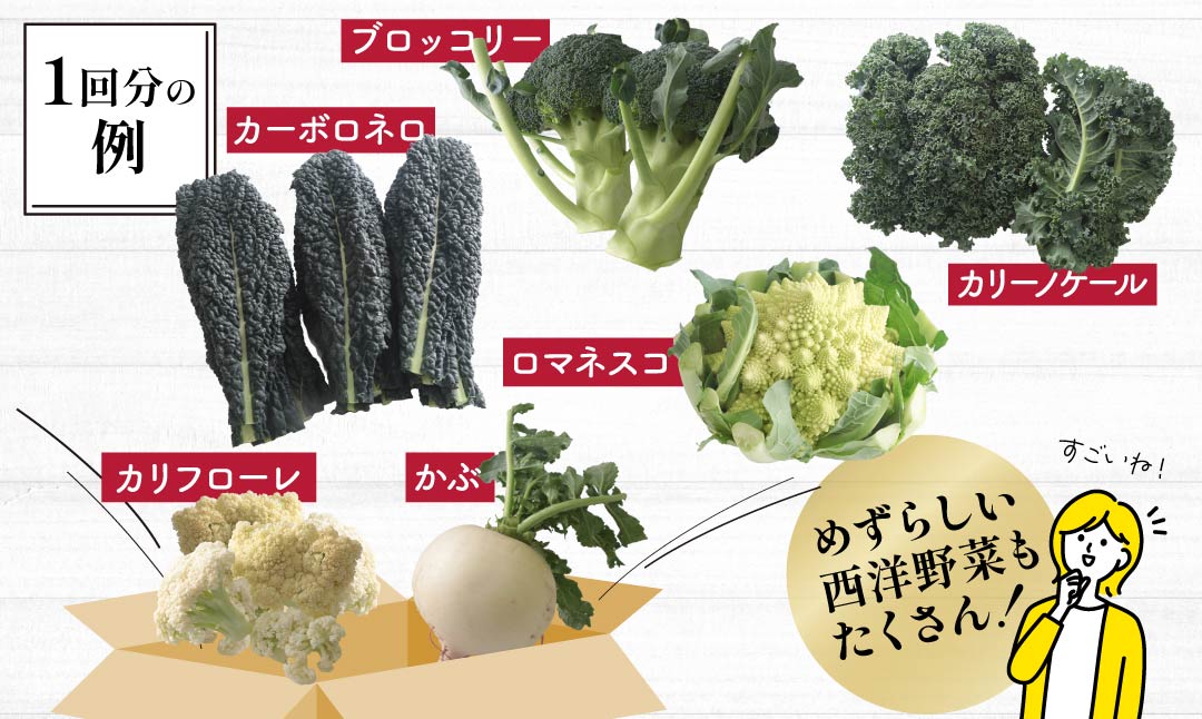 西洋野菜 一般野菜 旬野菜セット 12～13品 | 減農薬 野菜ソムリエ 旬野菜 イタリア野菜 珍しい 食べ比べ 生野菜 サラダ 野菜セット 詰め合わせ ギフト レシピ 贈り物 国産 朝採れ 新鮮野菜