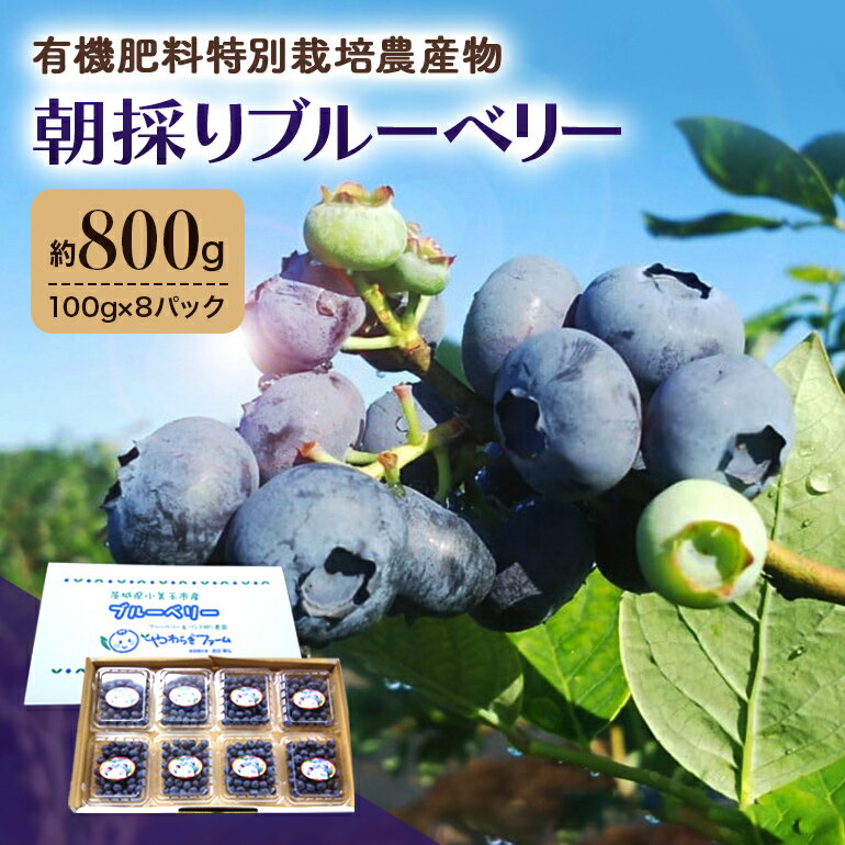 【ふるさと納税】朝採り生ブルーベリー 800g（100g×8） 大粒 小分け 有機肥料 特別栽培 国産 茨城県産 冷蔵 朝採れ 朝どり 朝どれ 生果 ブルーベリー フルーツ 果物 くだもの とれたて 新鮮 ぶるーべりー 【6月中旬〜7月以降発送予定】