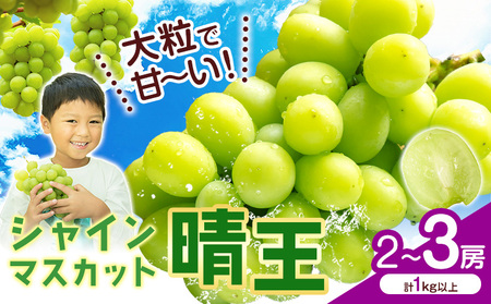 【2026年発送】シャインマスカット【晴王】2~3房(計1kg以上） 株式会社Myself シャインマスカット