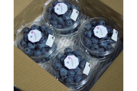 【2027年先行予約】愛知県美浜町産 超大粒ブルーベリー 約100g×8パック※2027年5月上旬〜8月上旬頃に順次発送