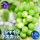 【ふるさと納税】 シャインマスカット 1.2kg 以上 2房～3房 山梨県 期間限定 数量限定 8月 9月 10月 発送 2025年発送 甲州市産 果物 くだもの 果実 フルーツ 葡萄 ぶどう 新鮮 人気 マスカット 山梨県 甲州市 【2025年発送】(KKZ) 【B12-424】