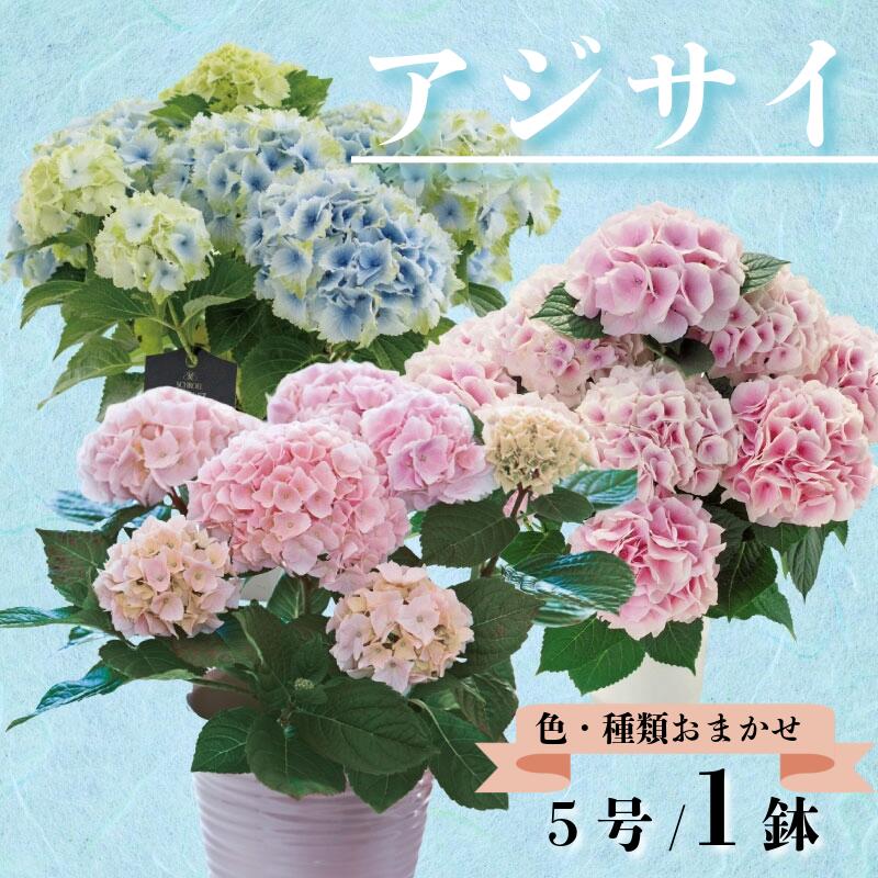 【ふるさと納税】 アジサイ 5号 1鉢 紫陽花 色 種類 お任せ おまかせ お花 鉢 鉢植え ギフト 贈物 贈り物 プレゼント 母の日 感謝 誕生日 記念日 花 フラワー インテリア 観葉植物 観賞用 人気 おすすめ かわいい 送料無料 千葉県 銚子市 木村園芸 【4月上旬～5月末頃発送】