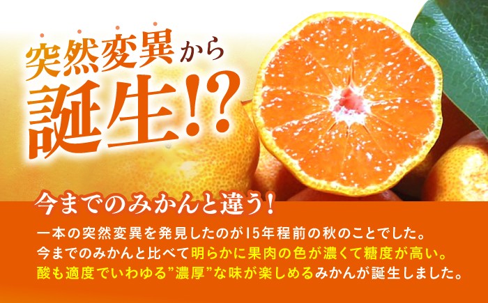 タッチの甘熟 早生みかん 太陽のしずく 5kg【夢の甘熟みかん タッチ】 フルーツ みかん 果物 温州みかん 年内発送