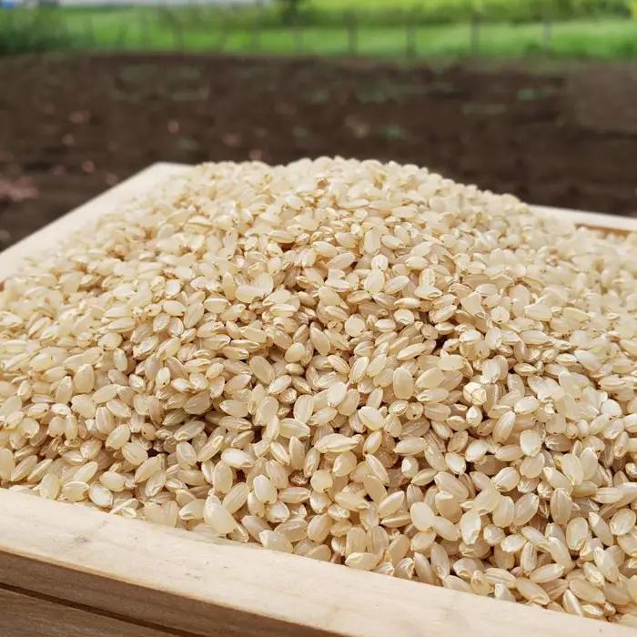 玄米　コシヒカリ5kg【令和7年産】 ／ こしひかり 令和7年 新米 米 お米 おこめ こめ コメ 玄米 げんまい ご飯 国産米 5kg 5キロ 食物繊維 ビタミン ミネラル おいしい お取り寄せ 産