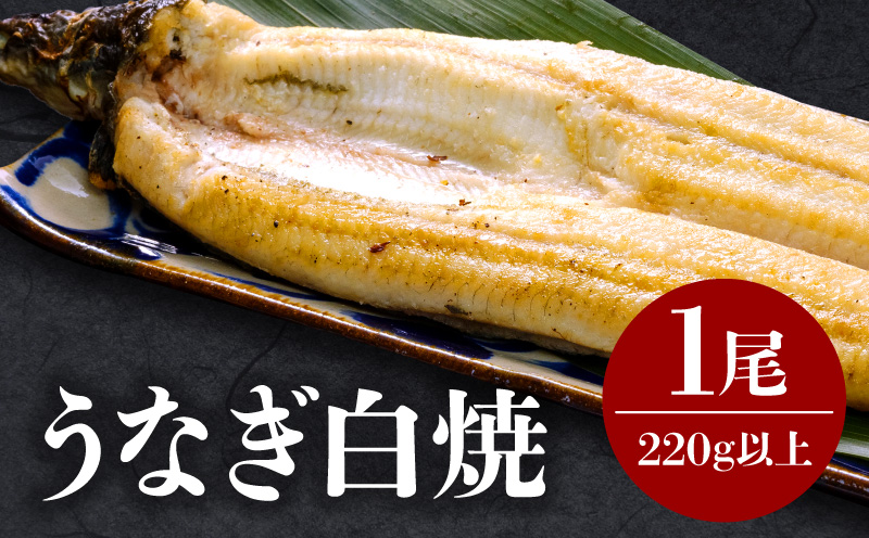 うなぎ白焼 1尾 うなぎ ウナギ 鰻 白焼き 白焼 国産 蒸し焼き 冷凍
