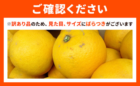 【先行予約】訳あり パール柑 4kg｜柑橘柑橘柑橘都呂々