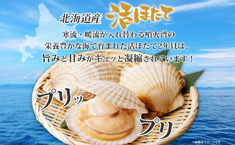 北海道産 活ほたて 2年貝 約 2kg 15枚～22枚 2026年1月中旬～2月上旬頃お届け 殻付き 貝付き 帆立 ホタテ ほたて 貝 魚介 海産 海鮮 貝柱 噴火湾 刺身 焼き フライ 生産者支援 