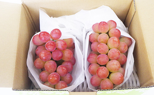 【甘さと香りをお楽しみください!】山梨県オリジナル新品種サンシャインレッド!【計1kg程度】【配送不可地域：離島】