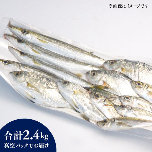 【6ヶ月定期便】大和海商の朝どれ鮮魚小魚パック2.4kg N072-YE093_イメージ3