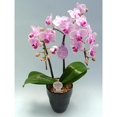 ふるさと納税 藤枝市 産直!ミディ胡蝶蘭鉢植え　ピンク　“ランラン” 2本立