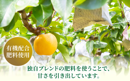 【先行予約】有機配合肥料使用 新高梨 6玉から10玉 2025年9月中旬から9月下旬 出荷予定【春光園】 梨 なし 果物 フルーツ