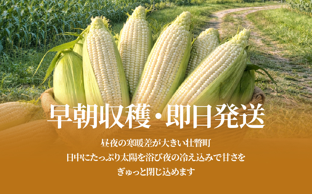 ＜2026年8月中旬よりお届け＞【朝採り】北海道壮瞥町 ホワイトコーン「ピュアホワイト」Lサイズ以上12本(約5kg) SBTQ003