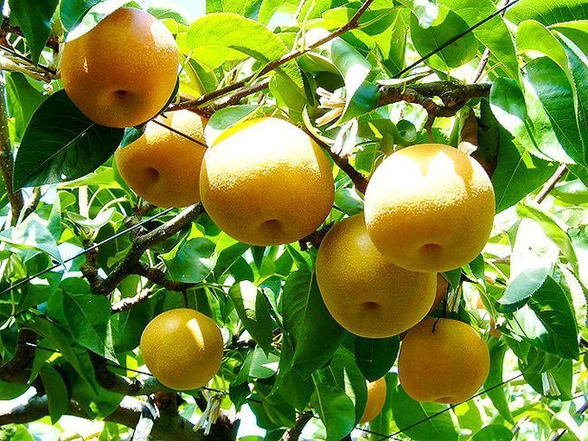 【先行予約】山陰浜田の特産果樹「赤梨」（豊水または幸水）5kg 産地直送 ギフト 贈答 新鮮 旬 フルーツ 果物 デザート くだもの 【010_1941】