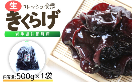 岩手県産 生きくらげ 約500g コリっとプルプル食感がたまらない国産きくらげ/ きくらげ 生きくらげ　木耳 キノコ 国産【#0128】