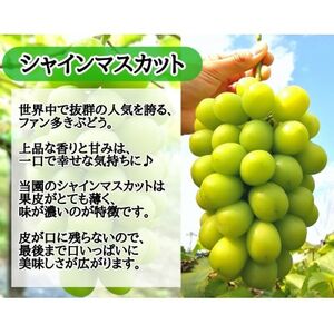 【2025年先行受付】お試しフルーツ王国岡山シャインマスカット500g以上!　朝採れぶどう1房【配送不可地域：離島】【1566944】