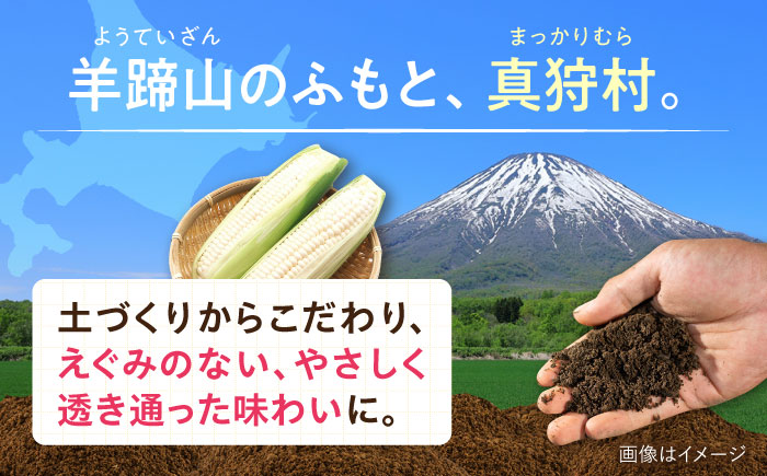 【2026年8月下旬以降順次発送】 とうもろこし 白（白）5kg  |  とうもろこし とうきび トウモロコシ コーン 野菜 やさい 北海道 産地直送 |  道の駅 真狩フラワーセンター [BPAM0
