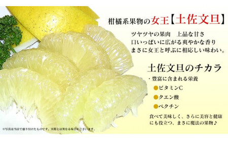 ワケあり土佐文旦(※シミ・キズあり) 10kg・ サイズおまかせ 産地直送 フルーツ 果物 在庫限り
