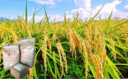 《令和7年産》【定期便6ヶ月】春の米　精米　3kg ／ 米 お米 こめ コメ ごはん 無農薬 農薬不使用 春の米 精米 白米 令和7年産 新米 3kg 定期便 千葉県 東庄町 春子ファーム 産地直送 