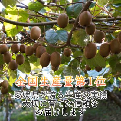 ふるさと納税 伊予市 『翠珠の宝石』キウイ　秀品・優品込み　1.5kg |  | 01