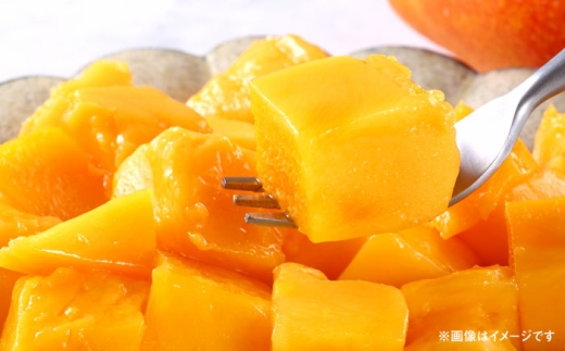 秀品 完熟マンゴー約1kg（2～3玉） まんごー mango 果物 フルーツ くだもの 旬 期間限定 季節限定 スイーツ 国産 熊本県 合志市 【宮本マンゴー農園】 [AYDU003]