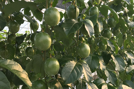 【 先行予約 2026年 発送 】 JA糸満支店で厳選した「 パッションフルーツ 」家庭用 約 2kg 果物 フルーツ くだもの 2キロ 沖縄 果実 南国フルーツ 沖縄県産 美味しい 甘い あまい 甘