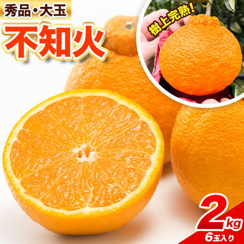 【ふるさと納税】こだわりの樹上完熟！秀品 大玉 不知火 約 2kg 紀農人株式会社《2026年2月末旬-3月末頃出荷》 和歌山県 紀の川市 果物 フルーツ 柑橘 蜜柑 柑橘類 旬 しらぬい