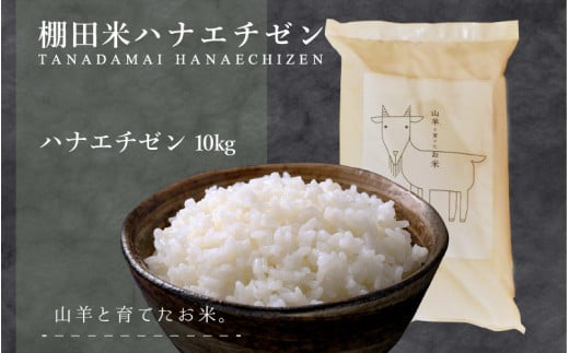 【令和6年産】山羊と育てた こだわりの棚田米 ハナエチゼン 10kg ＜数量限定＞生産者直送！【お米 米 コメ こめ 白米 精米 ごはん ご飯 北陸産 10kg 10キロ】[003-a002-A]