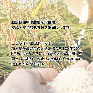 もち米 5kg 【 もち米 】