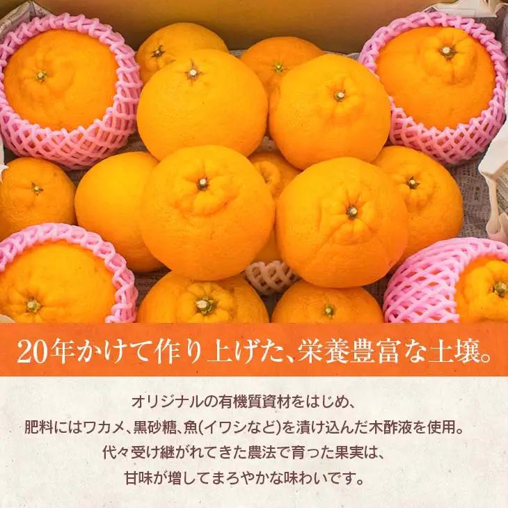 先行予約 訳あり 海藻木酢 不知火 計7kg以上 傷み補償分入り_BD129-26