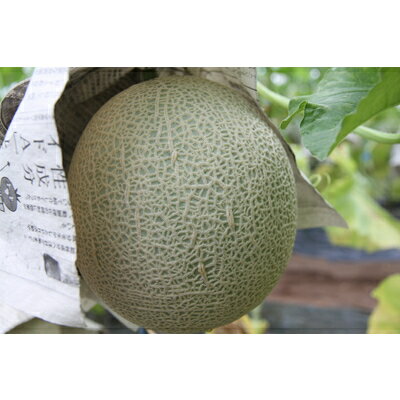 【ふるさと納税】【8月下旬以降発送】季節限定！甘～い あおぞら農産「アールスヴェルダメロン」 A4107