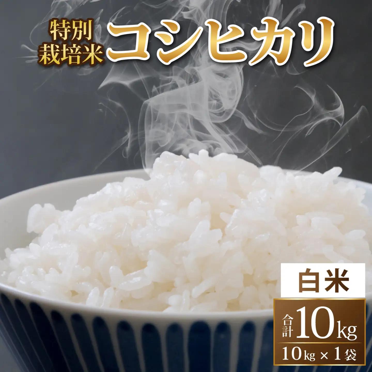 コシヒカリ 10kg 特別栽培米 令和8年産 コシヒカリ福井県 精米 C-033104