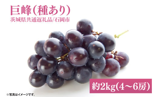 【2025年9月初旬より順次発送】【数量限定】巨峰(種あり) 約2kg(4～6房)【茨城県共通返礼品/石岡市】【茨城県 巨峰 ブドウ ぶどう フルーツ 果物 くだもの 濃厚 種あり 10000円以内 1万円以内】（MH-1）