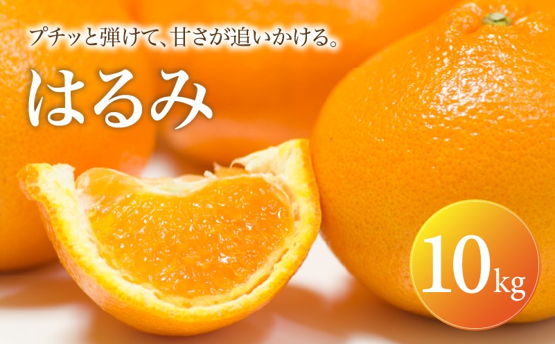 
                   はるみ 家庭用 10kg 【2027年2月中旬頃から順次発送】 | みかん ミカン mikan 蜜柑 訳ありフルーツ 柑橘 果物 おすすめ お勧め お取り寄せ ギフト 愛媛県 松山市
                