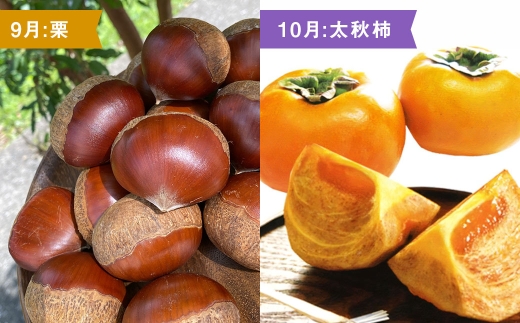 【 6ヶ月連続定期便 】 熊本の旬のフルーツお届け便 （ 7月上旬?12月下旬 ・ 年6回コース ） 果物 フルーツ ピオーネ シャインマスカット 栗 太秋柿 みかん デリシャス 塩アールスメロン 果