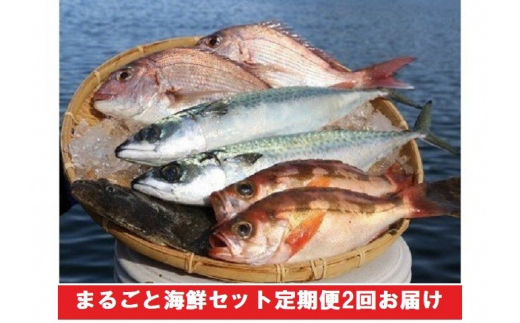 
まるごと海鮮セット定期便2回お届け
