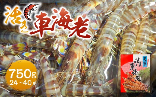【指定日必須】活き車海老 750g （24～40尾） 活き車海老 車海老 車エビ クルマエビ えび 海老 エビ 活き海老 活きたまま 熊本県 上天草市 【発送期間2026年12月5日から2027年2月28日】【12/31・1/1お届け可能】