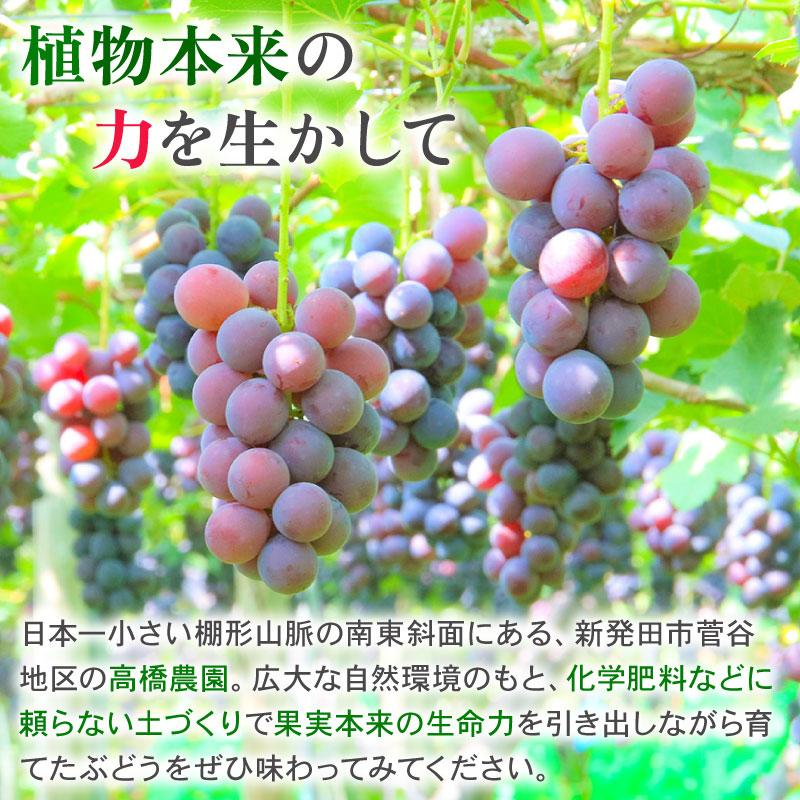 ぶどう 詰め合わせ シャインマスカット ピオーネ クインニーナ 果実 くだもの フルーツ 葡萄 ブドウ 髙橋農園 新潟 新発田 C12_01