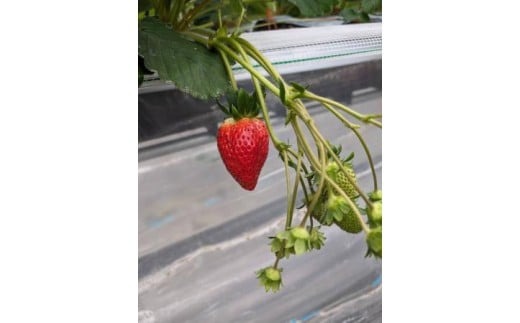 【数量限定】2026年予約販売開始 珠姫（たまひめ）×２パック 先行予約 早期終了予定あり いちご 苺 イチゴ ブランド 旬 産地 直送 フレッシュ 新鮮 いちご農家 めいとく農園 奈良県 奈良市 奈