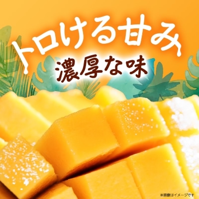 【2026年8月から順次発送・化粧箱】JAおきなわ厳選!沖縄県産キーツマンゴー2kg(2～3玉)【配送不可地域：離島】