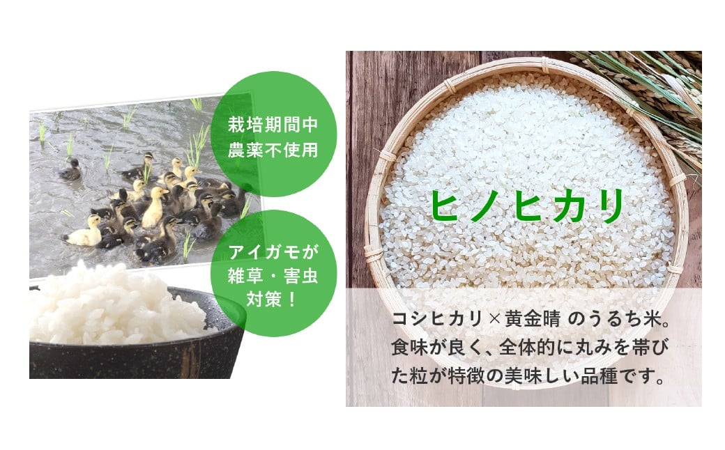 令和7年産 合鴨農法米 ヒノヒカリ 5分づき精米 5kg
