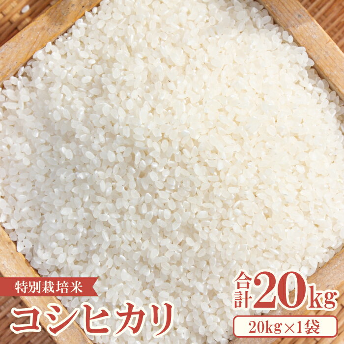 【ふるさと納税】【新米】 横尾衛門のコシヒカリ 白米 20kg 1袋 特別栽培米 精米 産地直送 こしひかり ご飯 弁当 おにぎり 夕食 定番 特産品 ブランド米 お米 お取り寄せ