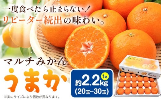 【年内出荷！】丹精込めて育てました！マルチみかん「うまか」 1箱 2.2kg 《大好評につき緊急追加！》 《11月中旬-12月末頃に出荷予定(土日祝除く)》 広畠農園 【配送不可地域あり】(離島) みかん ミカン 蜜柑 早生 柑橘 佐那河内 徳島県 箱入り 化粧箱 S M L フルーツ 果物 くだもの 贈答 進物