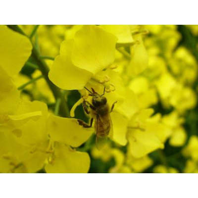 ふるさと納税 横浜町 【青森県横浜町産】自家採取　国産菜の花結晶はちみつ420g (新蜜)　非加熱蜂蜜 |  | 03
