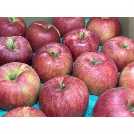 サンふじ 家庭用 4.5kg(赤秀13～14度の糖度保障)【1615476】