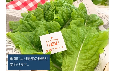 【定期便6回】毎月お届け 水耕野菜セット（3～5種類10パック程）