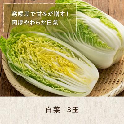 ふるさと納税 東川町 【9月下旬より順次発送】旬の採れたて野菜「はくさい」【0065-011】 |  | 01