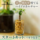 【ふるさと納税】ハイドロカルチャー 観葉植物 パキラ スタートキット 土無し インテリア 緑 グリーン 植物 簡単 初心者 かわいい 自然 おしゃれ 送料無料 Green Walk グリーンウォーク 愛知県 豊橋市